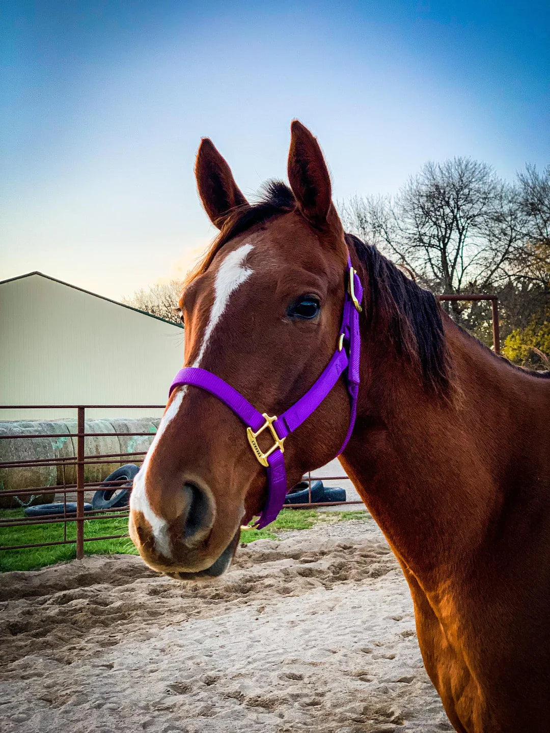 Equine Halter/Leads