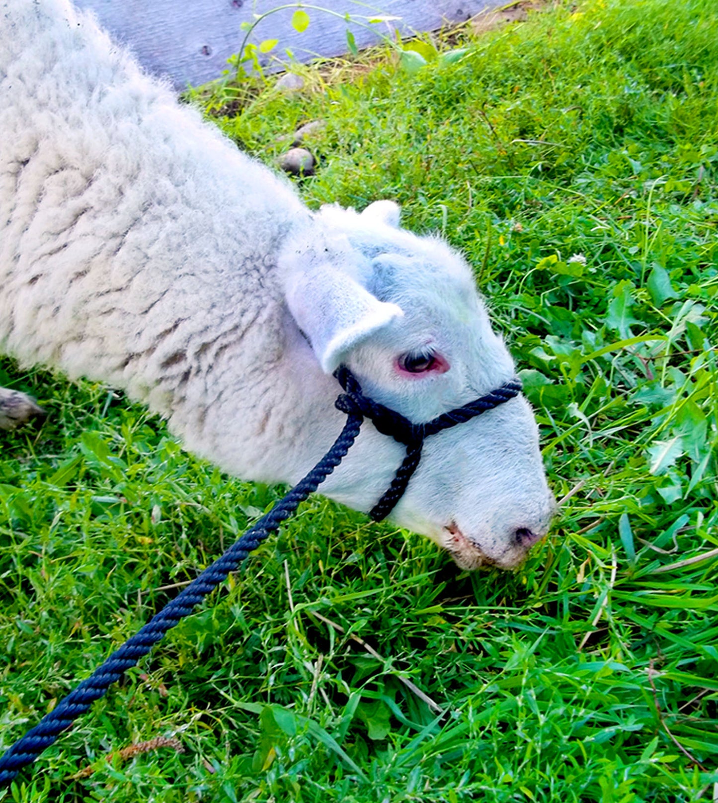 Poly Sheep Halter