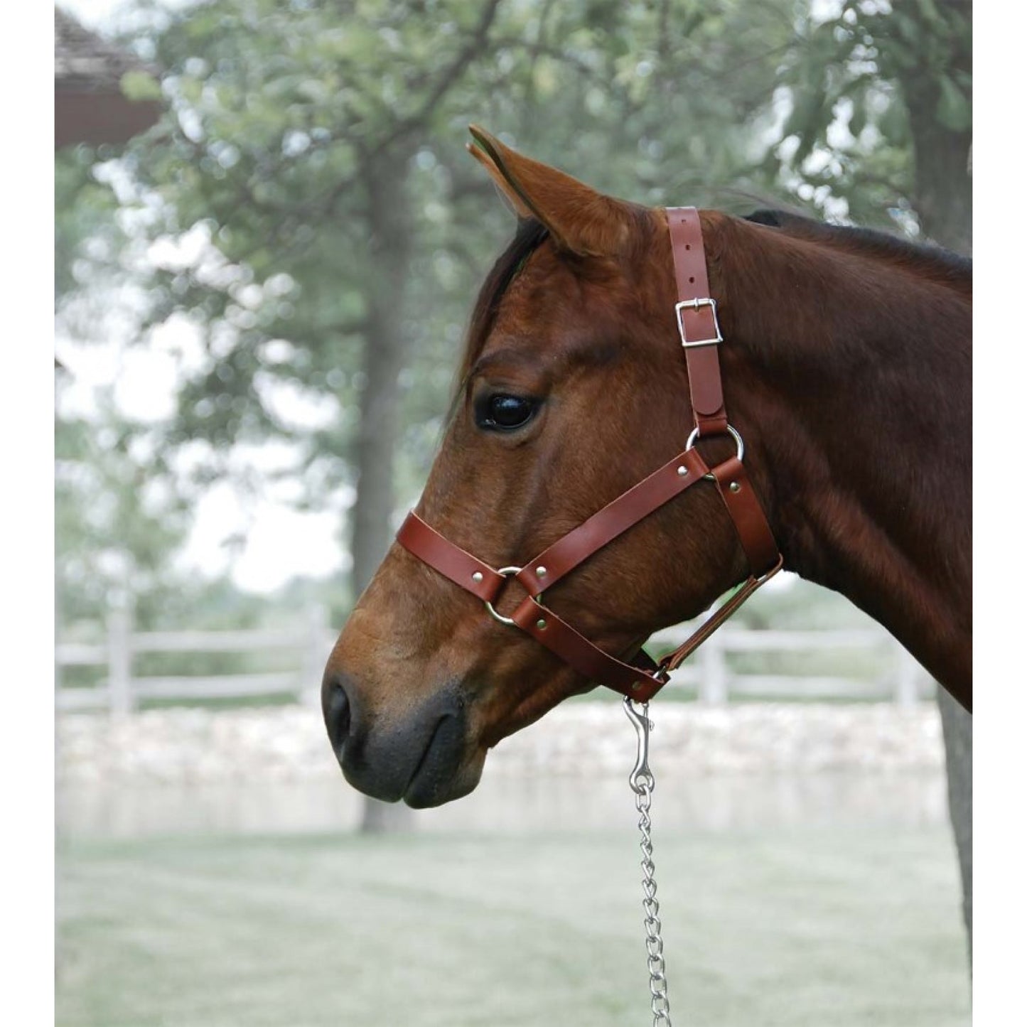 Riveted Leather Halter