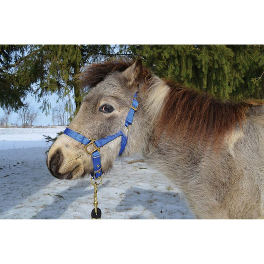 Hamilton Mini Horse Halter - Large