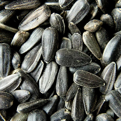 Black Oil Sunflower Seed